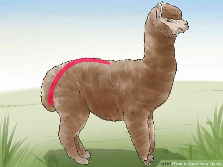 Image intitulé de Soins pour un Lama Étape 4